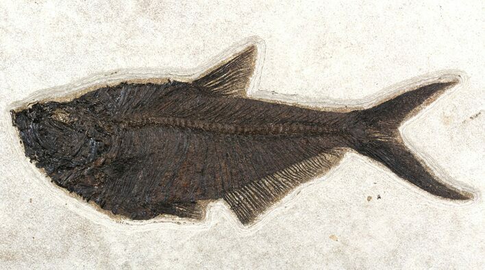 Huge, Diplomystus Fish Fossil - Great Wall Mount #51337